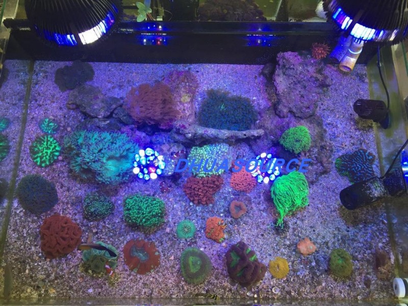 Full specturm LED Aquarium Ree - Aquarium Plant Growth Light recensione e prezzo