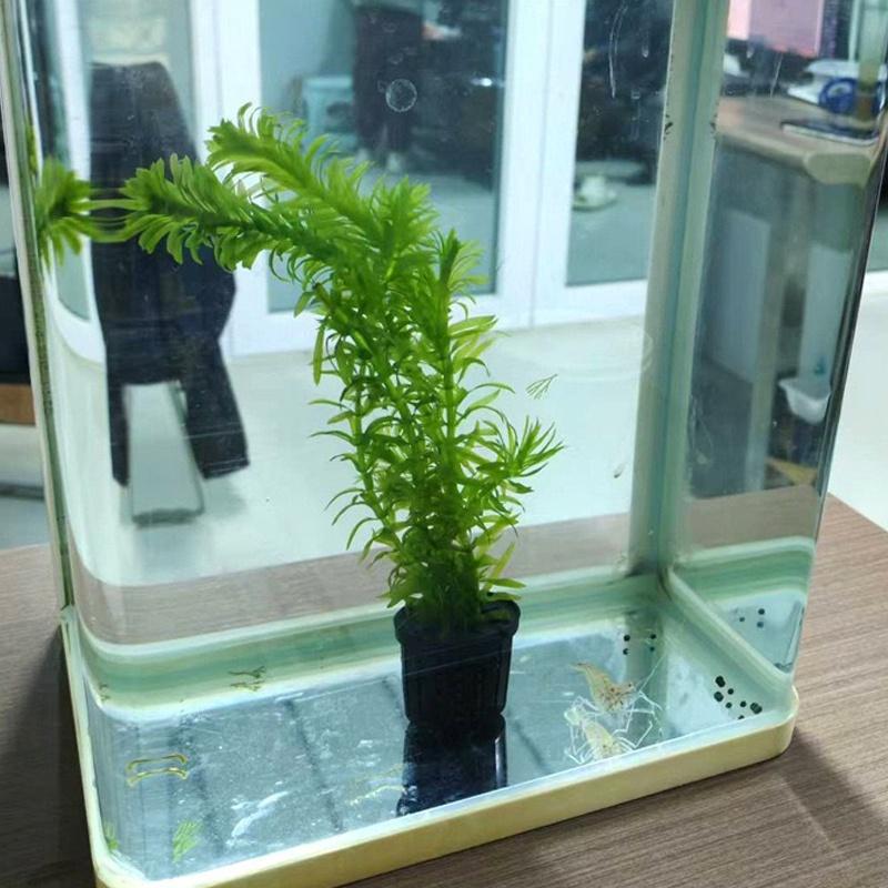4Pcs Pet Fish Tank Landscaping - Aquarium Planted Aquarium recensione e prezzo