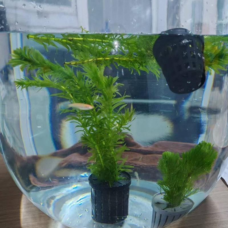 4Pcs Pet Fish Tank Landscaping - Aquarium Planted Aquarium recensione e prezzo