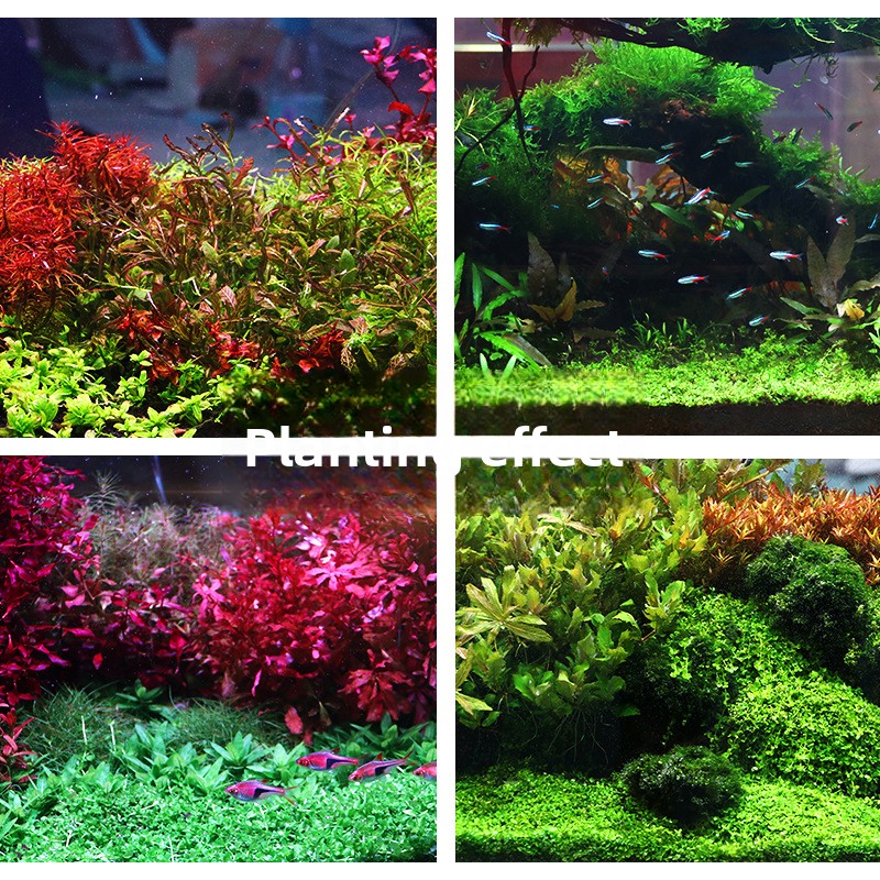 SYSENCIAGA Planted Aquarium Su - Aquarium For Planted Tank recensione e prezzo