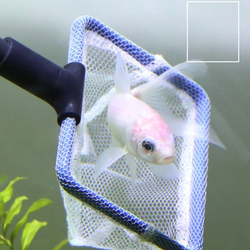 Aquarium Cleaning Tool Set Mul - Planted Aquarium Algae recensione e prezzo