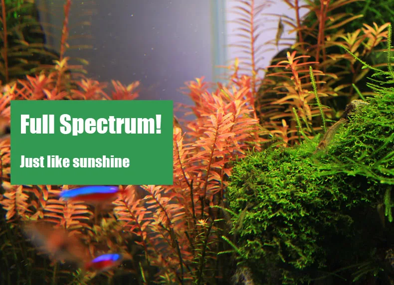 Chihiros C Series ADA Style Pl - Aquarium Plant Growth Light recensione e prezzo