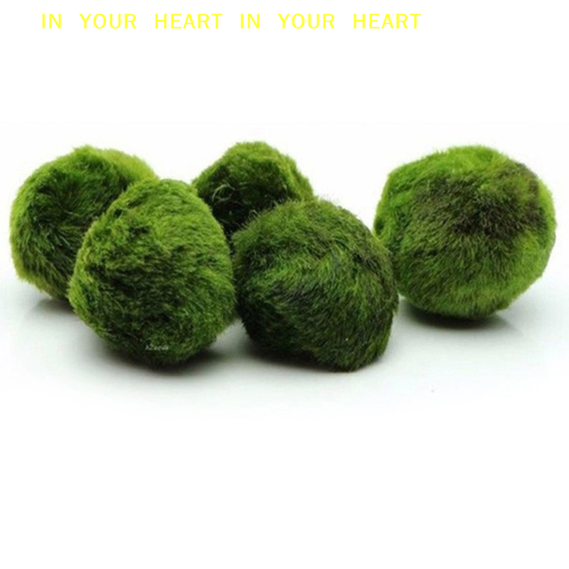 【X】3-4cm Marimo Moss Balls Liv - Planted Aquarium Algae recensione e prezzo