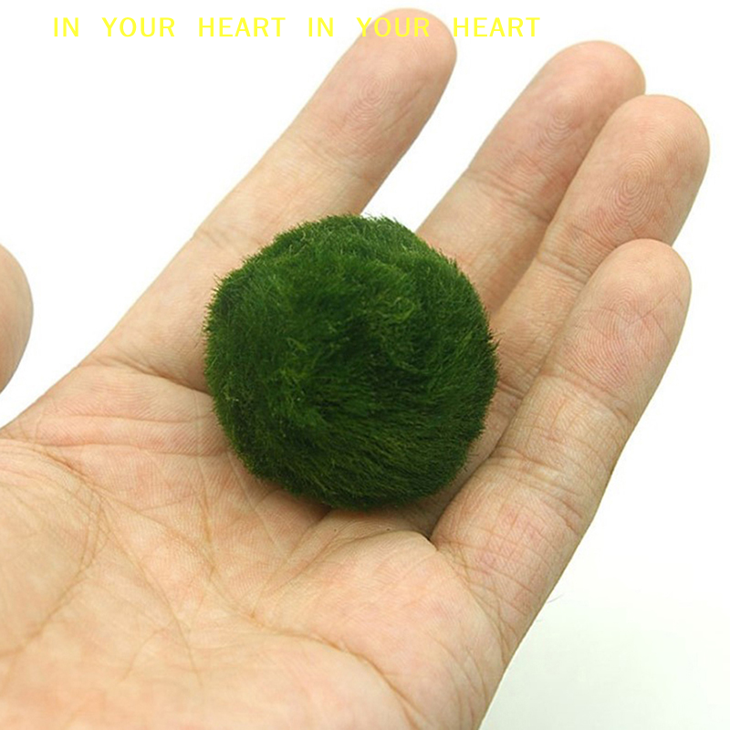 【X】3-4cm Marimo Moss Balls Liv - Planted Aquarium Algae recensione e prezzo