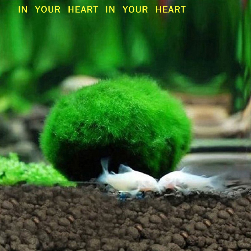 【X】3-4cm Marimo Moss Balls Liv - Planted Aquarium Algae recensione e prezzo