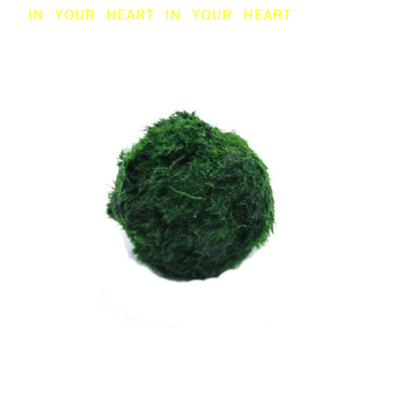 【X】3-4cm Marimo Moss Balls Liv - Planted Aquarium Algae recensione e prezzo