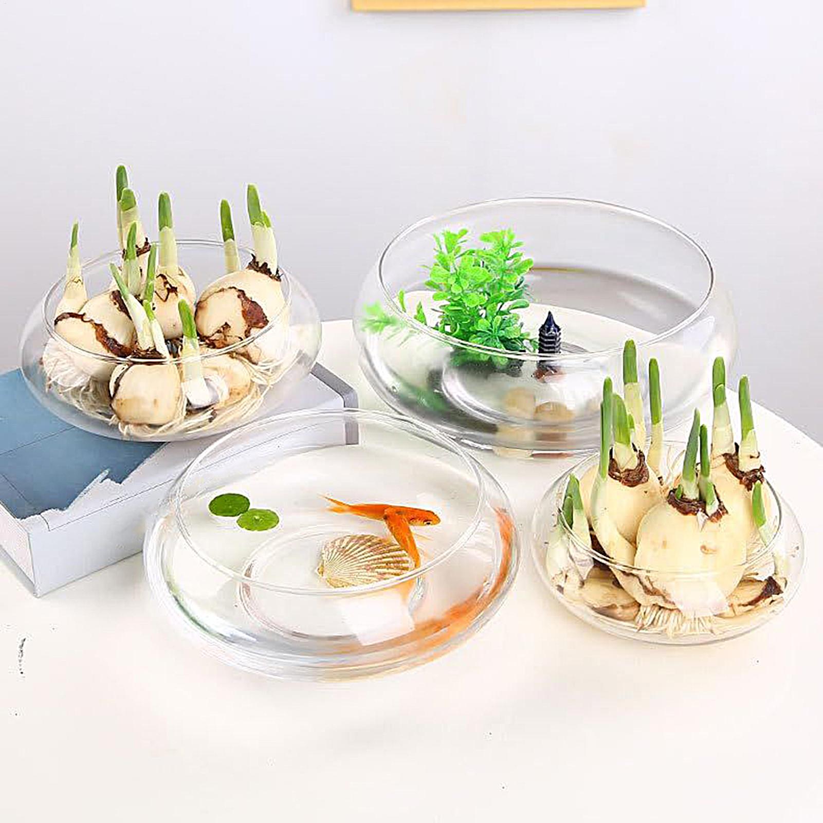 Fish Glass Bowl Glass Large Hy - Aquarium Planted Aquarium recensione e prezzo