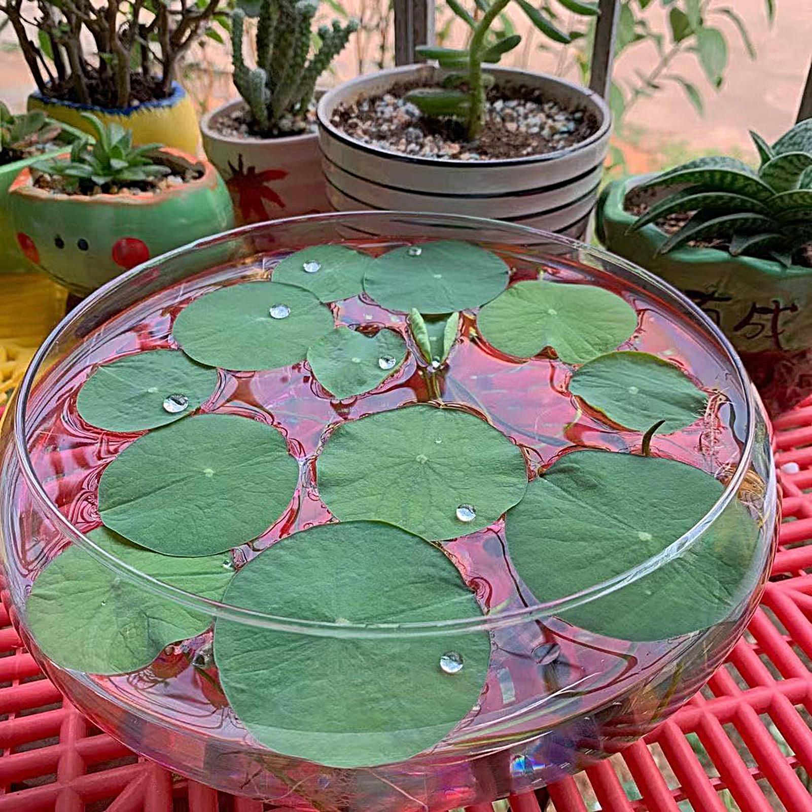 Fish Glass Bowl Glass Large Hy - Aquarium Planted Aquarium recensione e prezzo