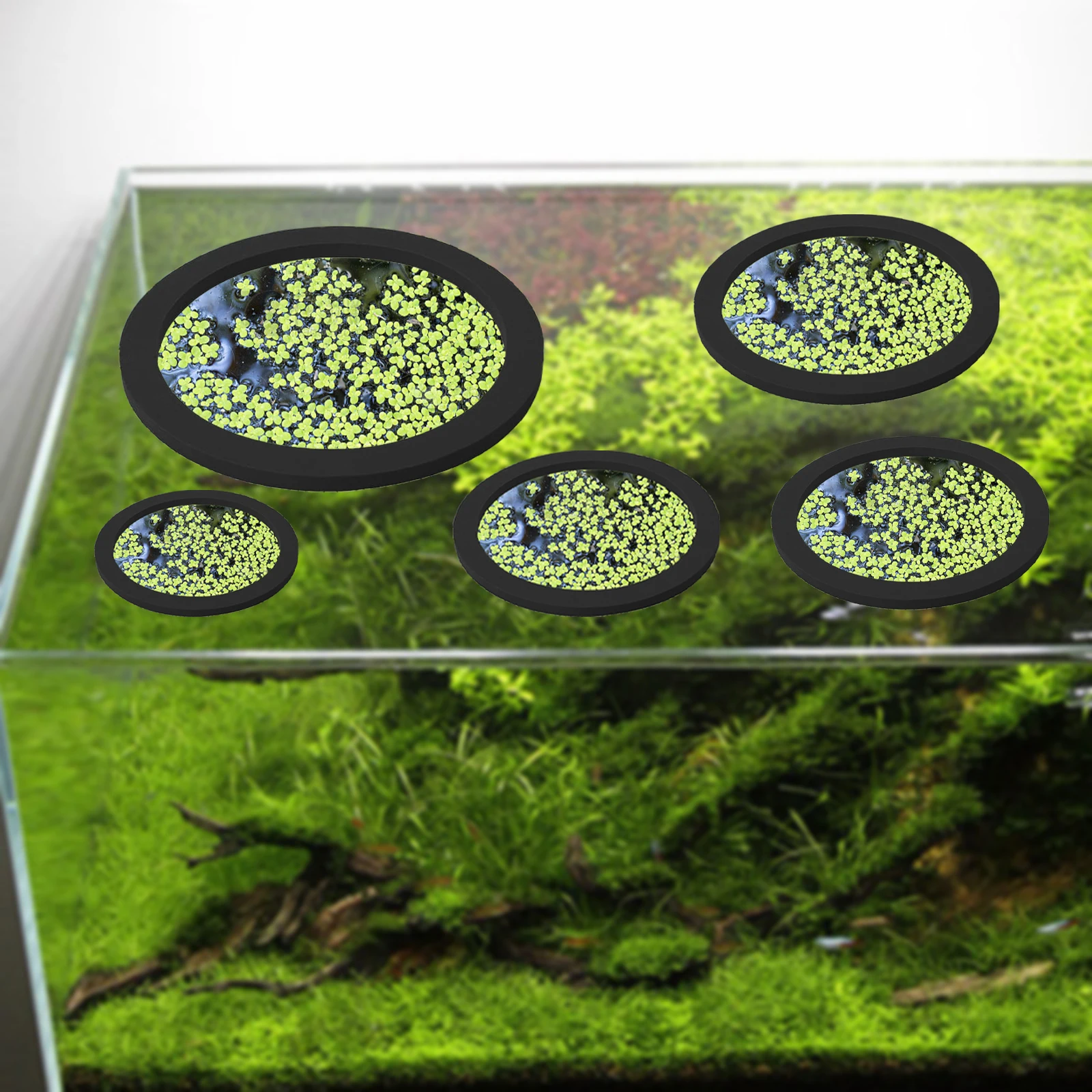 5Pcs EVA Fish Feeding Ring Aqu - Aquarium Plant In Pot recensione e prezzo