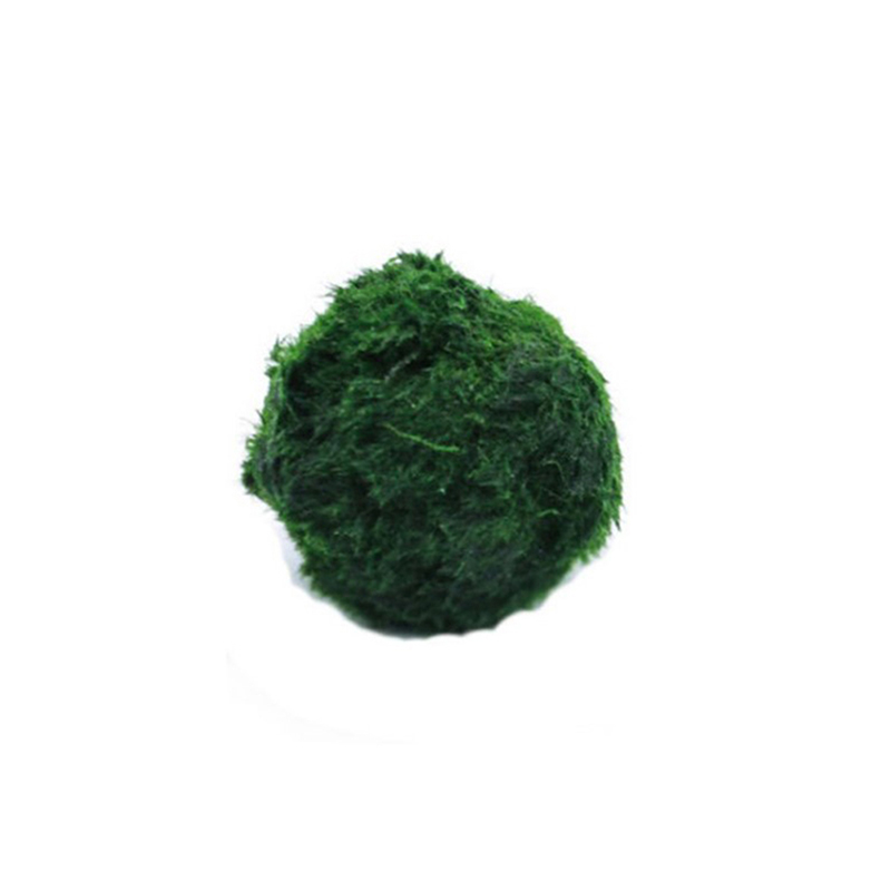 Marimo Moss Balls Live Aquariu - Planted Aquarium Algae recensione e prezzo