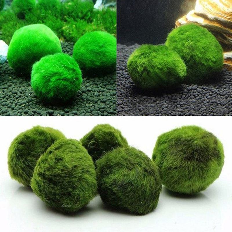 Marimo Moss Balls Live Aquariu - Planted Aquarium Algae recensione e prezzo
