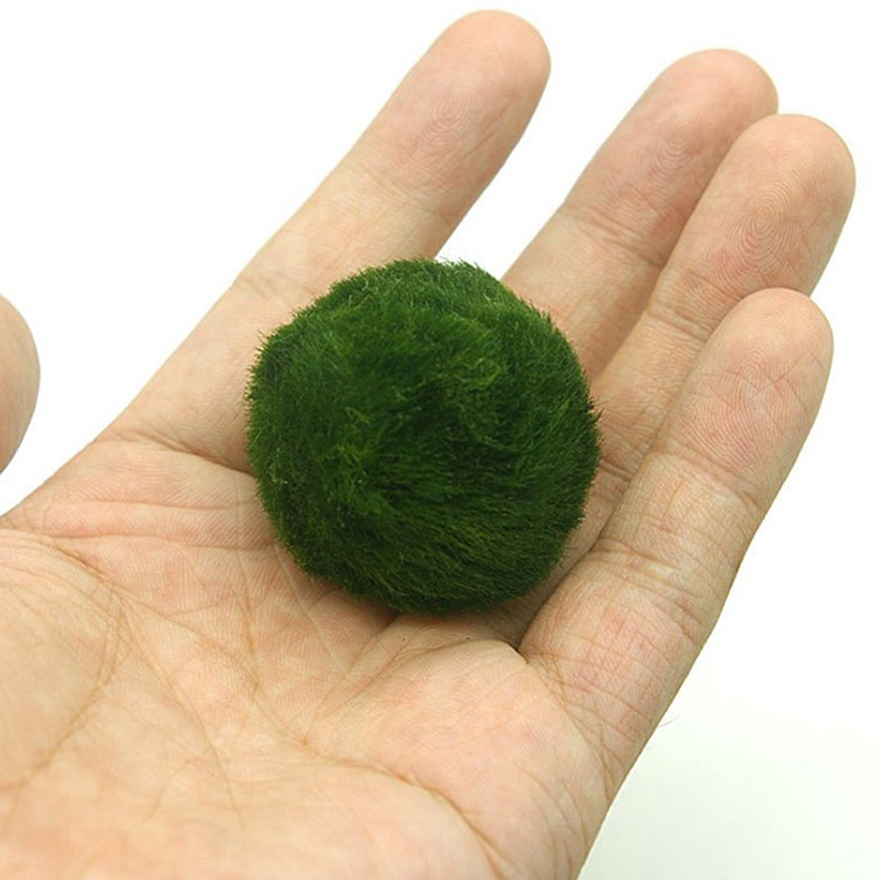 Marimo Moss Balls Live Aquariu - Planted Aquarium Algae recensione e prezzo