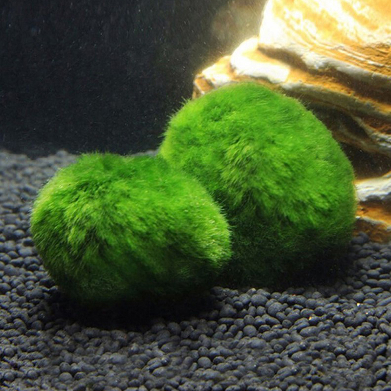 Marimo Moss Balls Live Aquariu - Planted Aquarium Algae recensione e prezzo