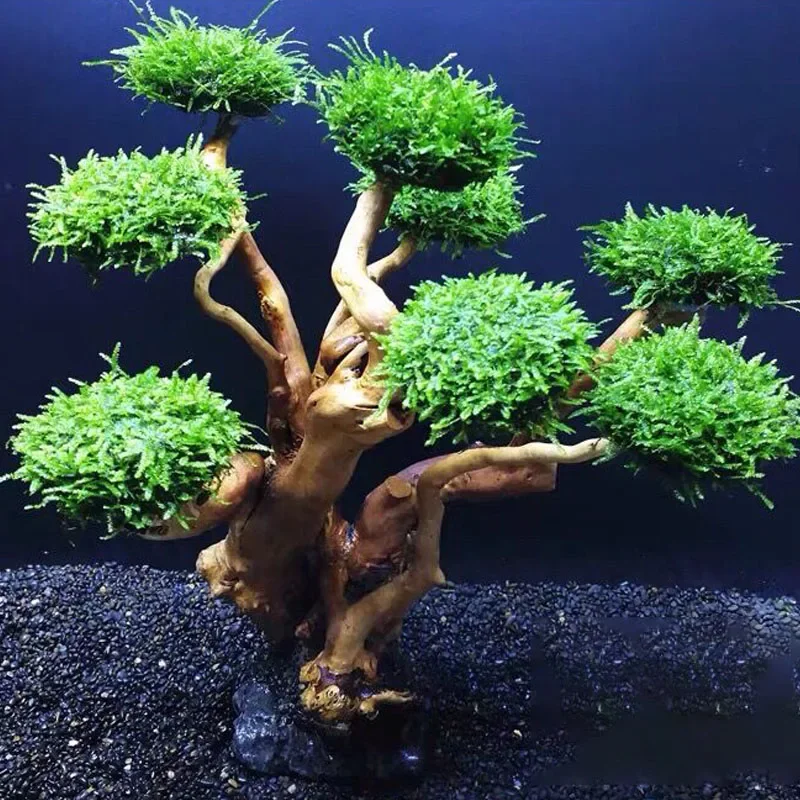 Fish Tank Plant Moss Tree Deco - Planted Aquarium Without Fish recensione e prezzo