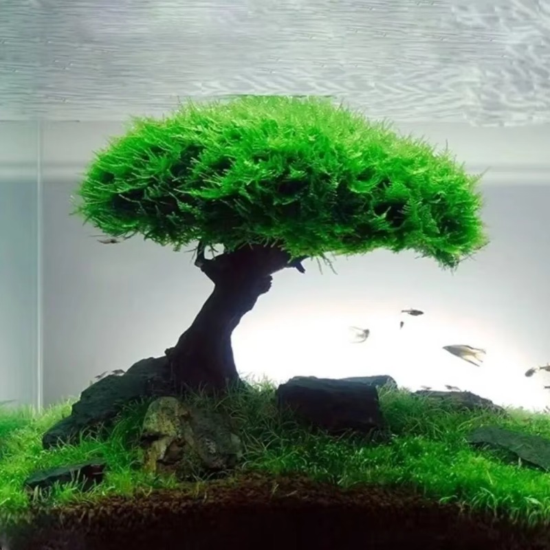 Fish Tank Plant Moss Tree Deco - Planted Aquarium Without Fish recensione e prezzo