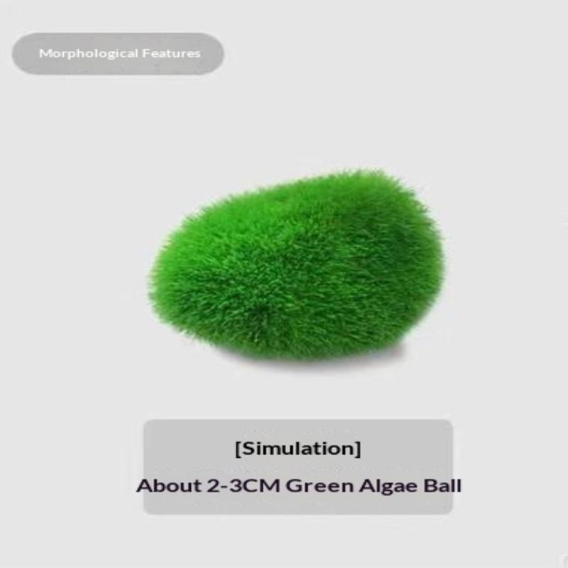 2Pcs Hydroponic Algae Balls Wa - Planted Aquarium Algae recensione e prezzo
